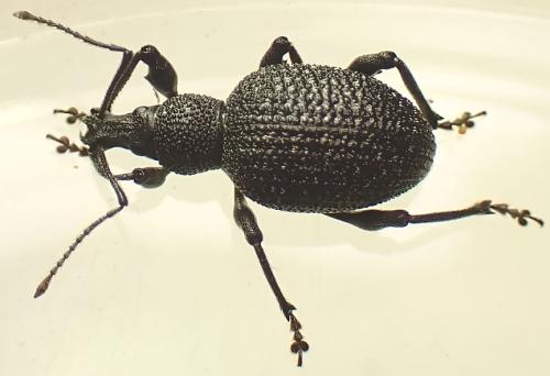 Otiorhynchus armatus